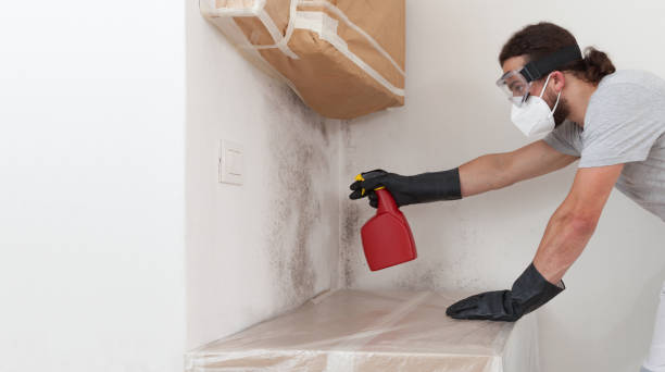 Professional Basement Mold Removal technician working in Edgewood, TX