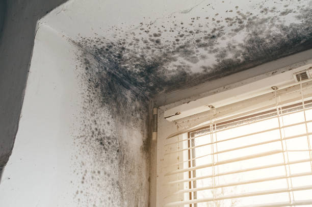 Affordable Basement Mold Removal solutions in Edgewood, TX